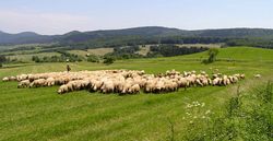 KARPATSKÝ REDYK je projekt tradičného putovania s ovcami po hrebeňoch Karpát